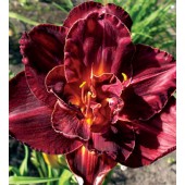 Burgundy Love